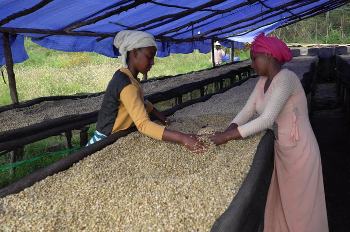 Ethiopia Single-Origin Coffee | 12oz